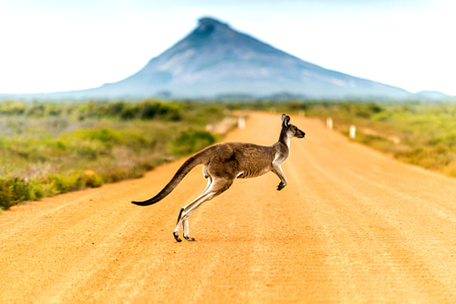 TOUR MELBOURNE – SYDNEY